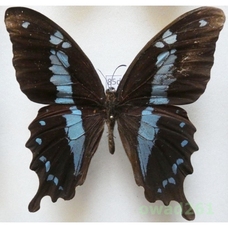 Papilio oribazus Boisduval, 1836 Madagascar 80mm85d
